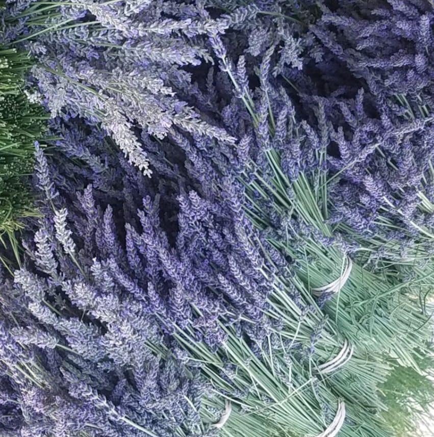 Twin Creeks Lavender Farm: U-Pick Season Kick- OFF