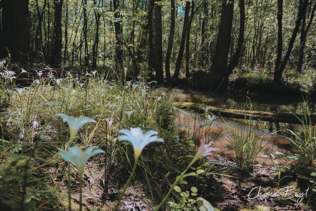 Historical Nancy Hart Spring